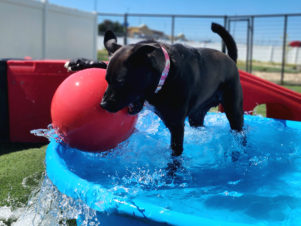 dog playing with red ball in kids pool