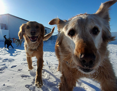 Doggie Daycare