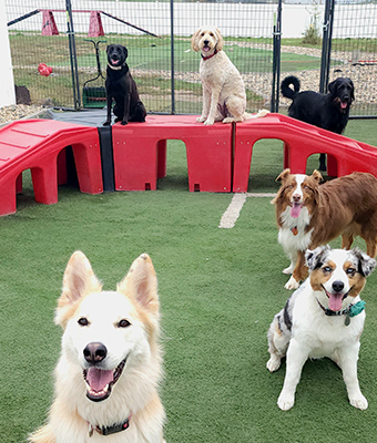 Dog Training Group Class